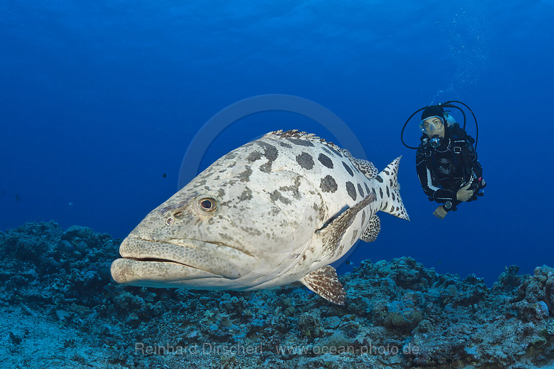 Taucher und Kartoffel-Zackenbarsch, Epinephelus tukula, Cod Hole, Great Barrier Reef, Australien