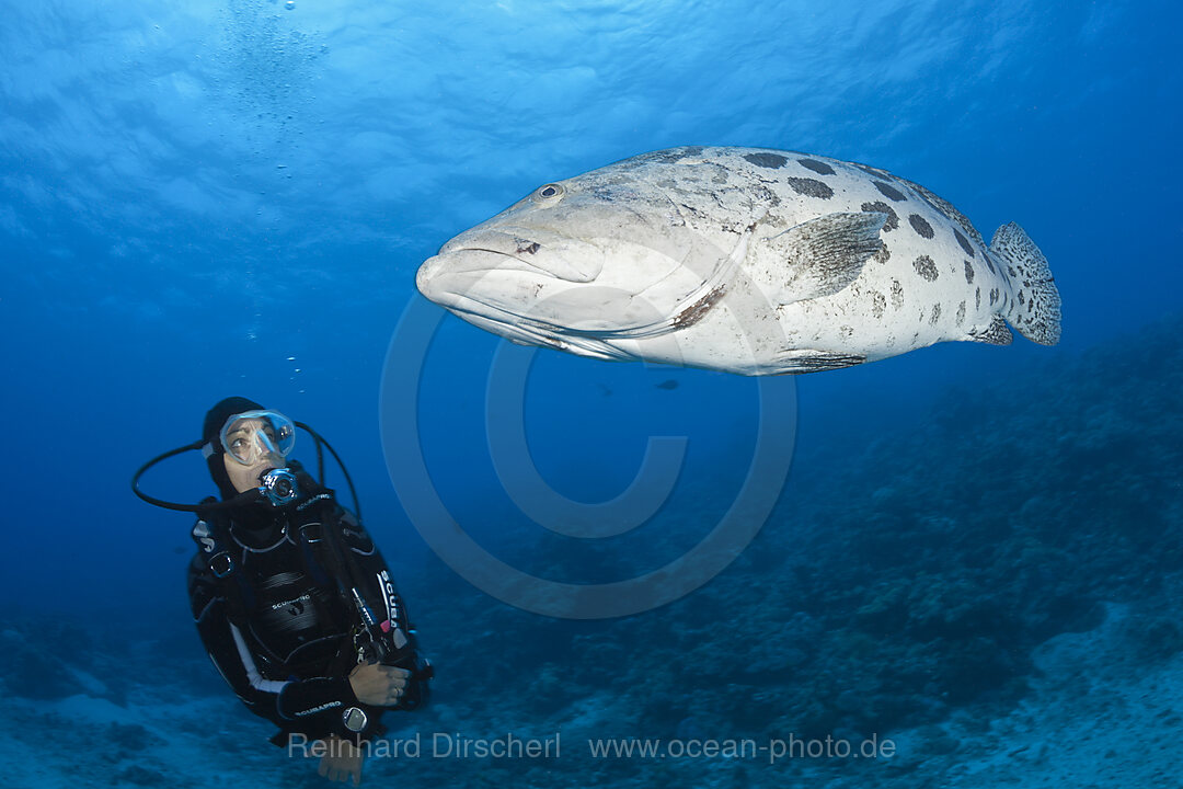 Taucher und Kartoffel-Zackenbarsch, Epinephelus tukula, Cod Hole, Great Barrier Reef, Australien