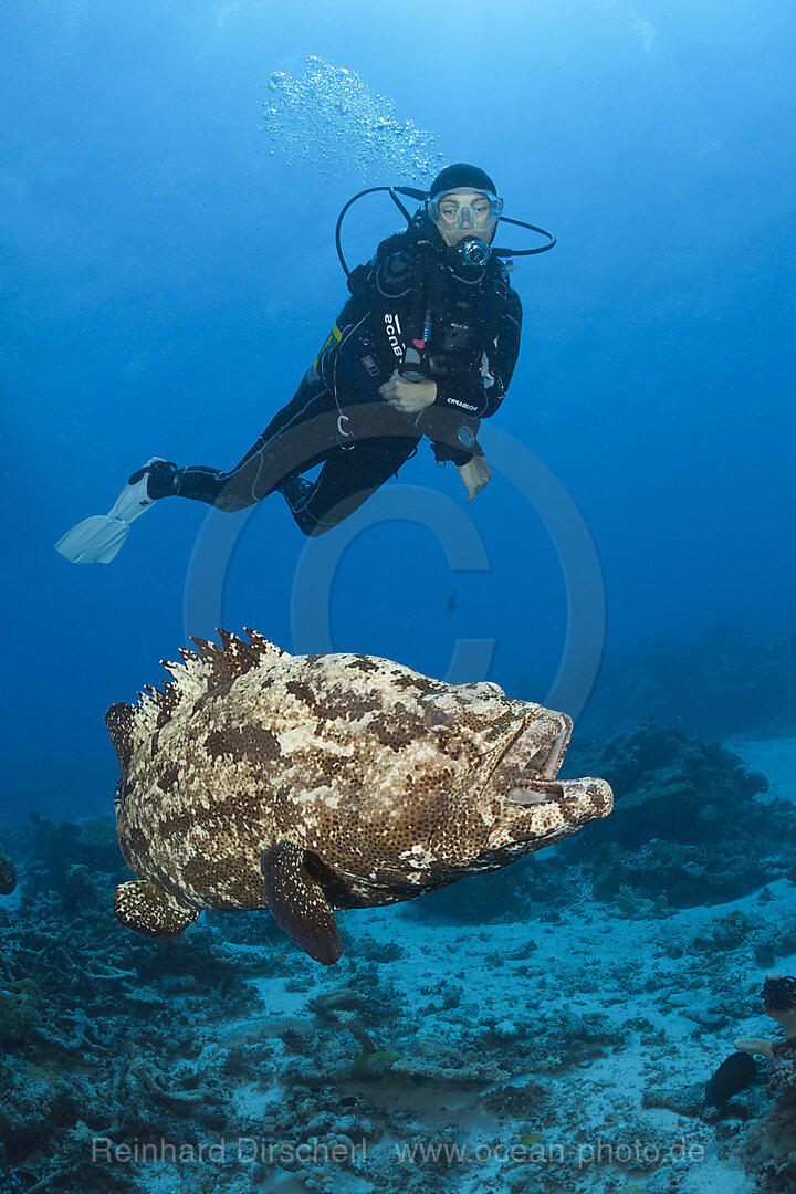 Taucher und Stierkopf-Zackenbarsch, Epinephelus fuscoguttatus, Great Barrier Reef, Australien