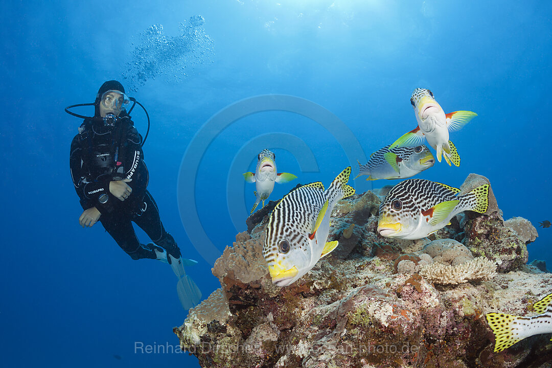 Scuba Diver and diagonal-banded Sweetlips, Plectorhinchus lineatus, Great Barrier Reef, Australia