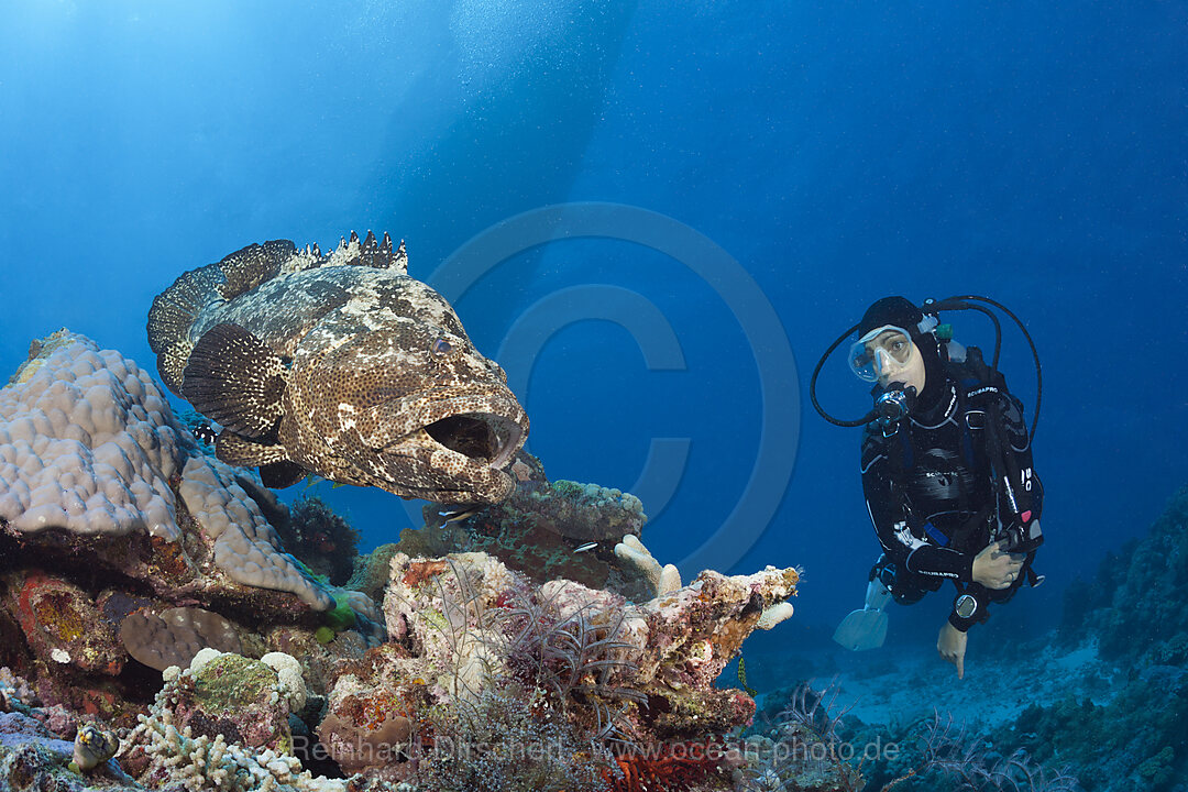 Taucher und Stierkopf-Zackenbarsch, Epinephelus fuscoguttatus, Great Barrier Reef, Australien