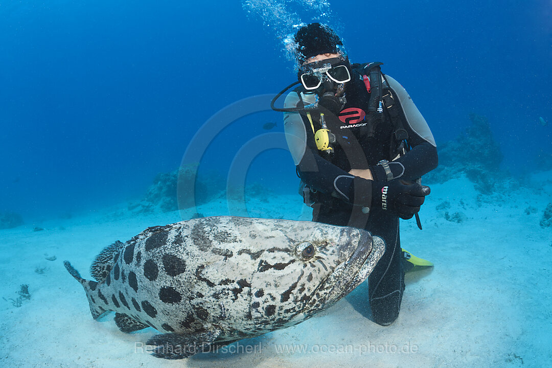 Fuetterung von Kartoffel-Zackenbarsch, Epinephelus tukula, Cod Hole, Great Barrier Reef, Australien