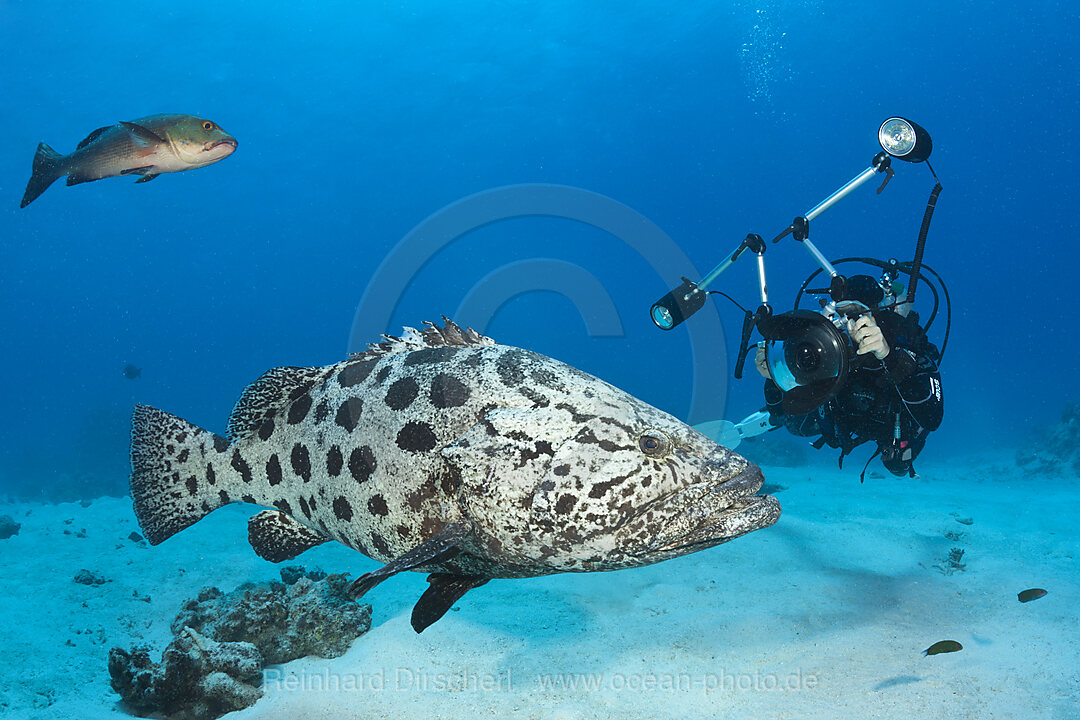 Taucher fotografiert Kartoffel-Zackenbarsch, Epinephelus tukula, Cod Hole, Great Barrier Reef, Australien