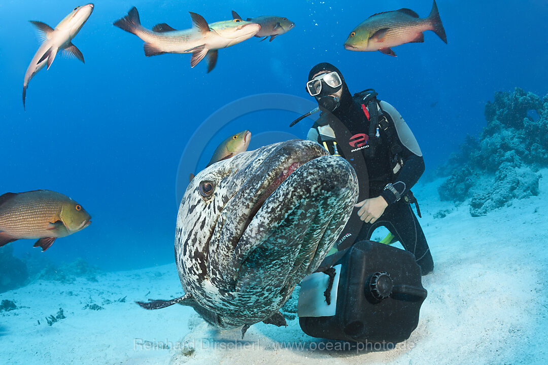 Fuetterung von Kartoffel-Zackenbarsch, Epinephelus tukula, Cod Hole, Great Barrier Reef, Australien