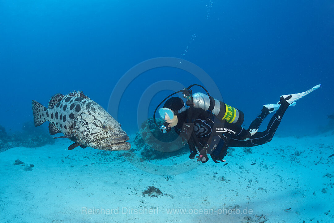 Scuba Diver and Potato Cod, Epinephelus tukula, Cod Hole, Great Barrier Reef, Australia