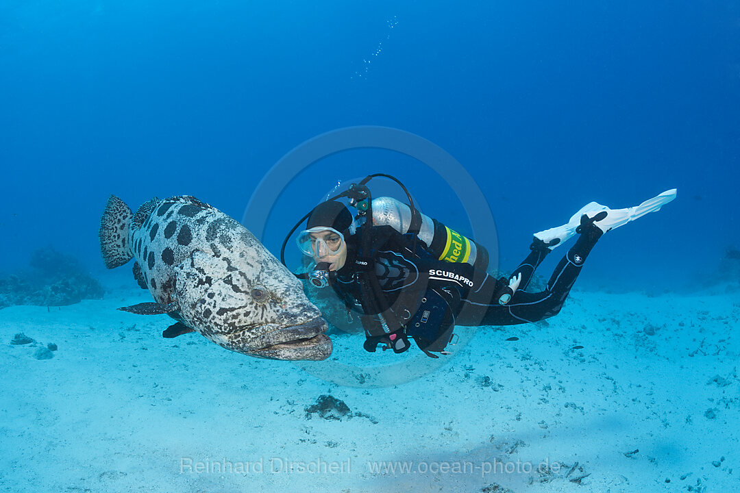 Taucher und Kartoffel-Zackenbarsch, Epinephelus tukula, Cod Hole, Great Barrier Reef, Australien