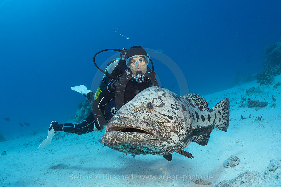 Taucher und Kartoffel-Zackenbarsch, Epinephelus tukula, Cod Hole, Great Barrier Reef, Australien