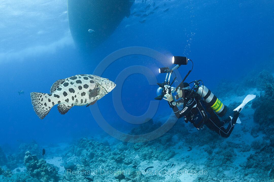 Taucher fotografiert Kartoffel-Zackenbarsch, Epinephelus tukula, Cod Hole, Great Barrier Reef, Australien