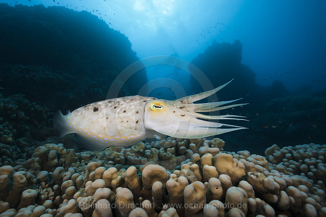 Broadclub Cuttlefish, Sepia latimanus, Great Barrier Reef, Australia