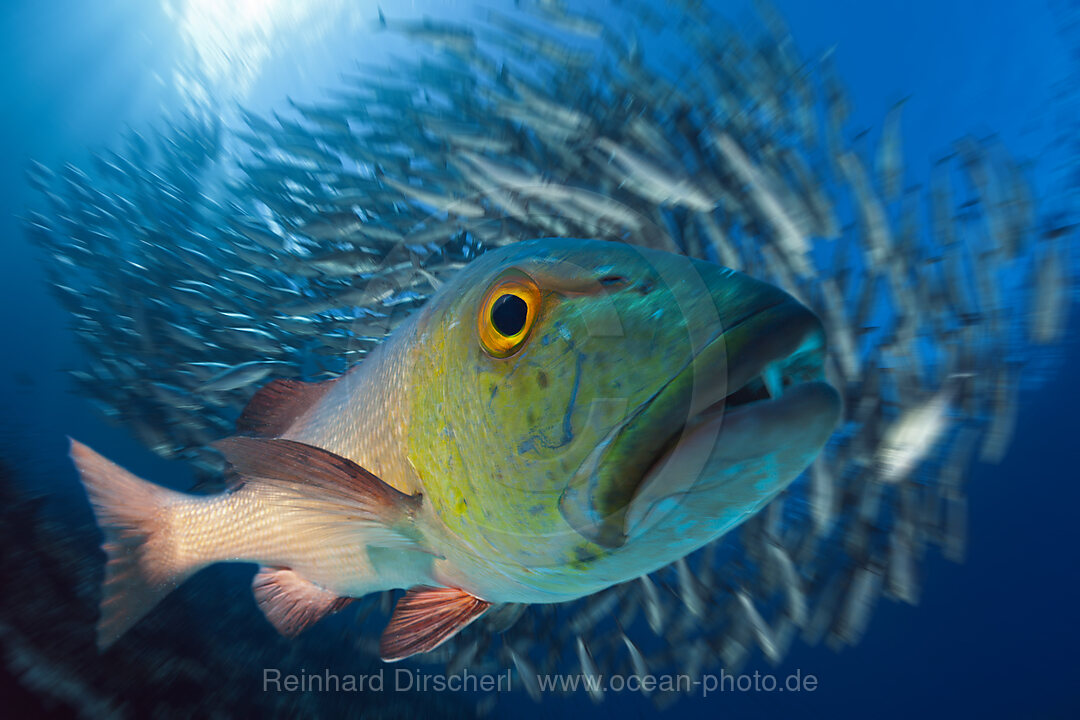 Red Snapper, Lutjanus bohar, Great Barrier Reef, Australia