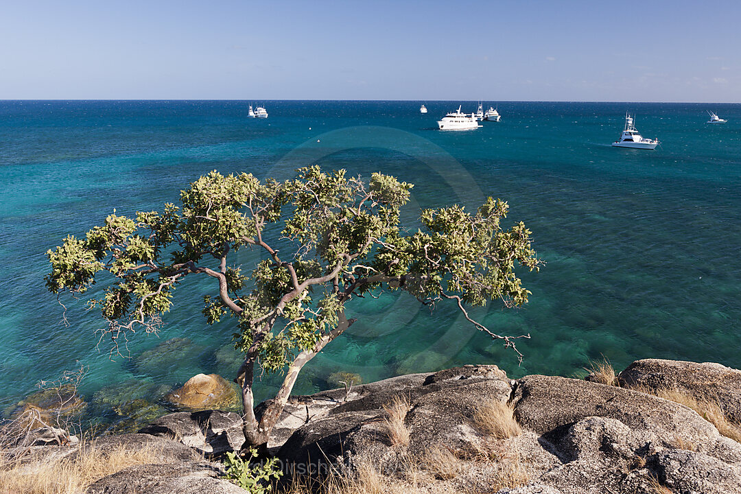 Watsons Bay Lizard Island, Great Barrier Reef, Australien