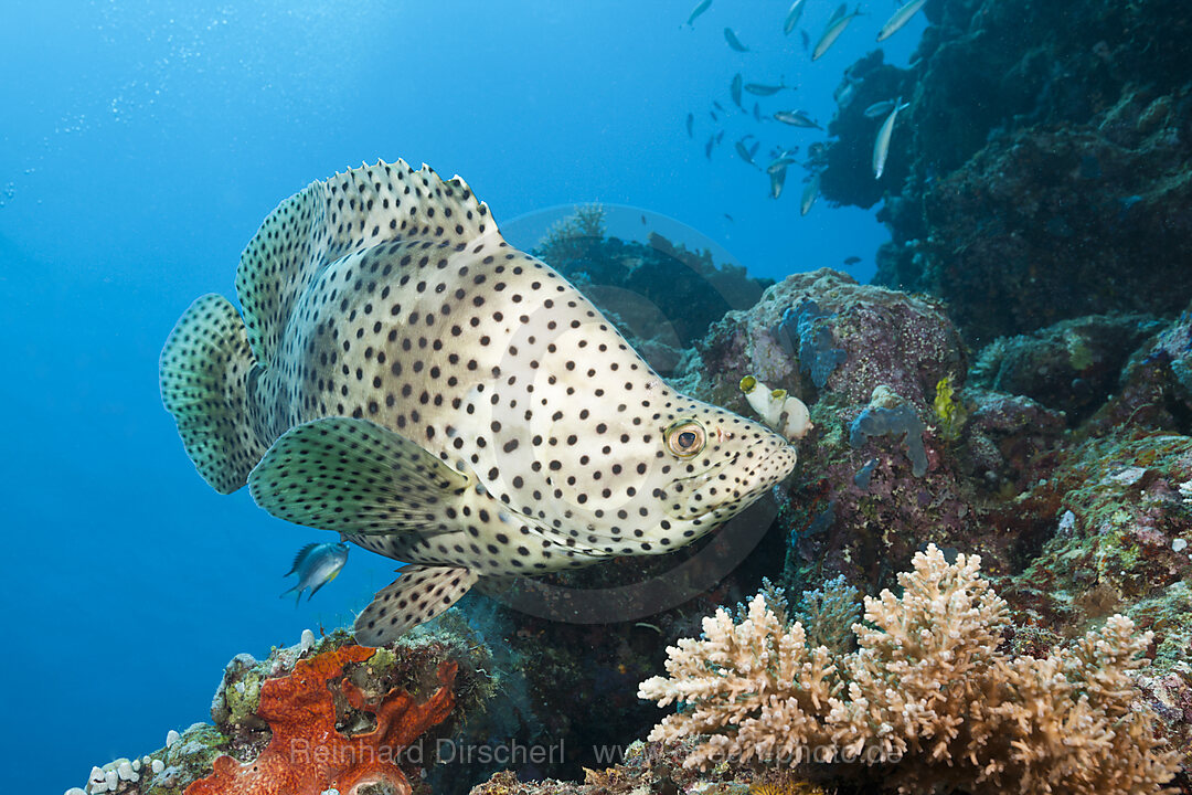 Paddelbarsch, Cromileptes altivelis, Great Barrier Reef, Australien