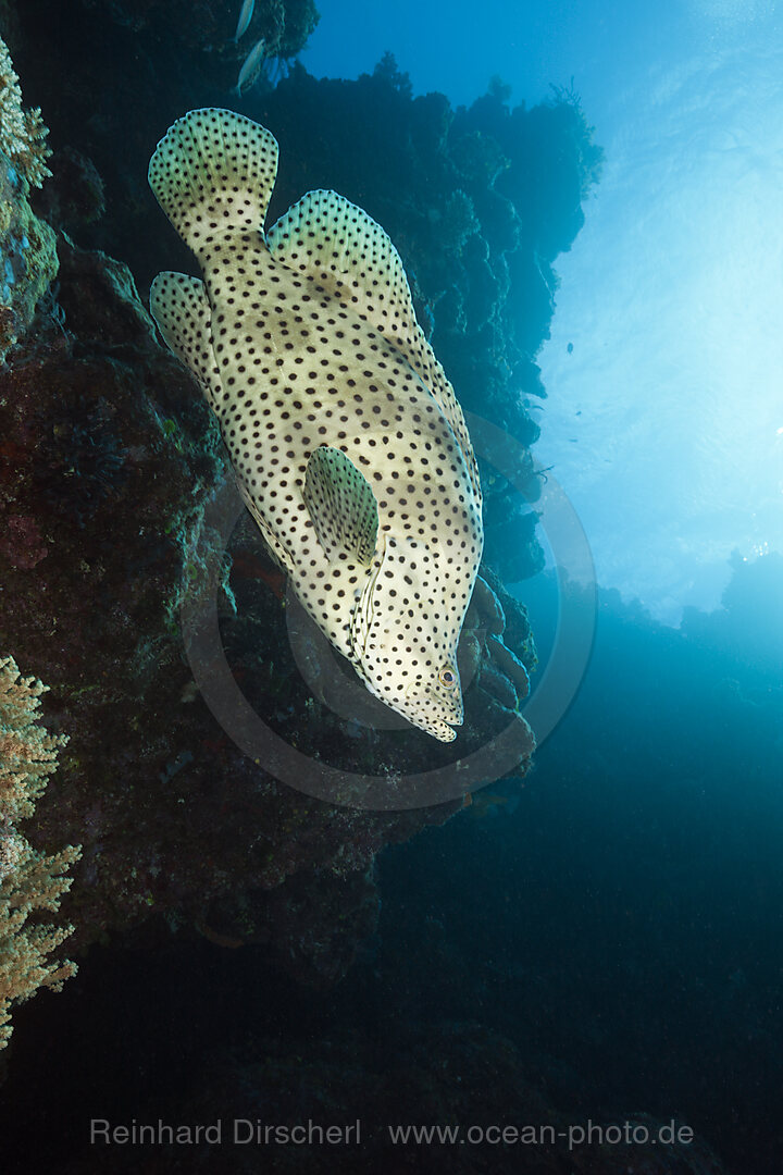 Barramundi Cod, Cromileptes altivelis, Great Barrier Reef, Australia