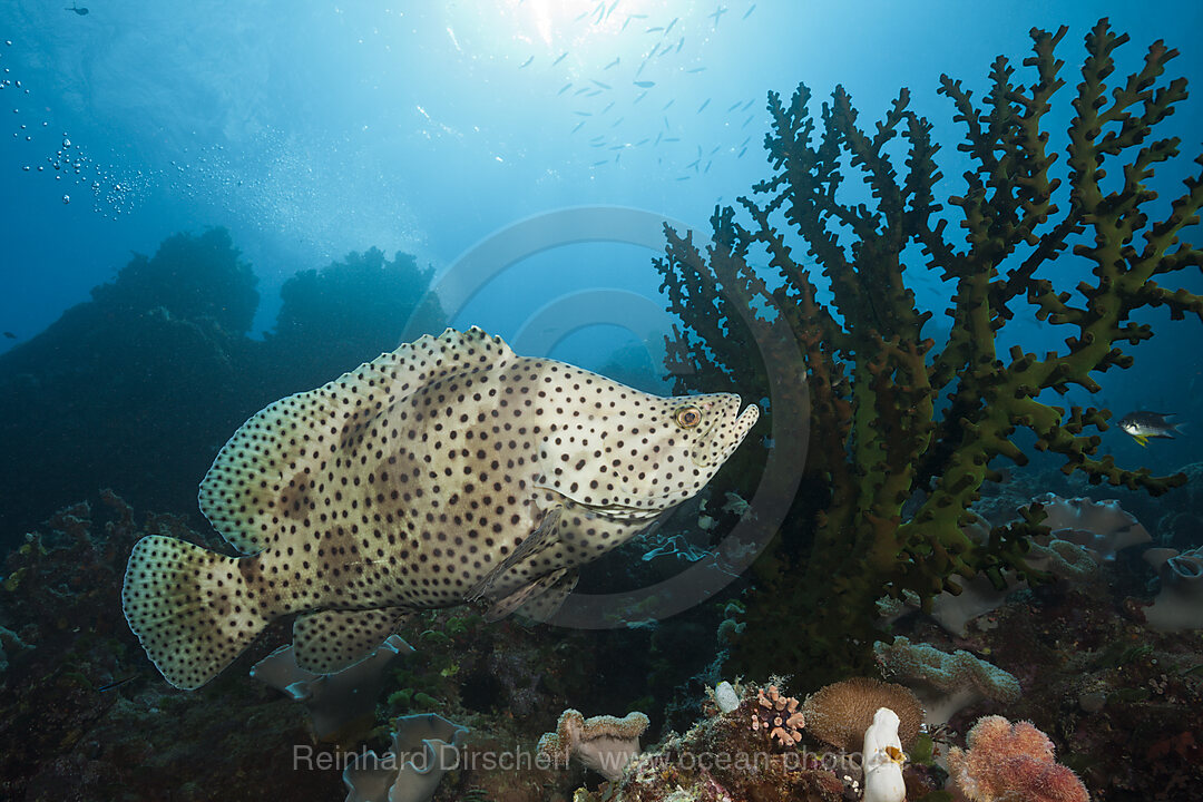 Paddelbarsch, Cromileptes altivelis, Great Barrier Reef, Australien