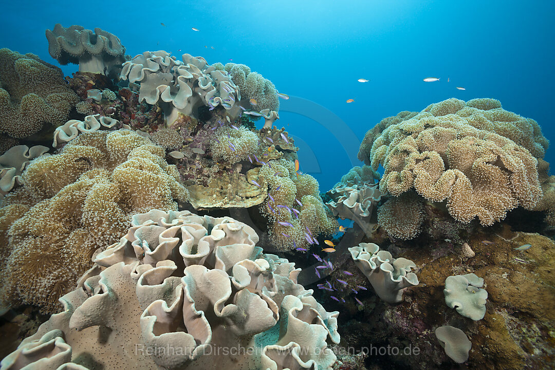 Whitleys Fahnenbarsche zwischen Pilz-Lederkorallen, Luzonichthys whitleyi, Great Barrier Reef, Australien