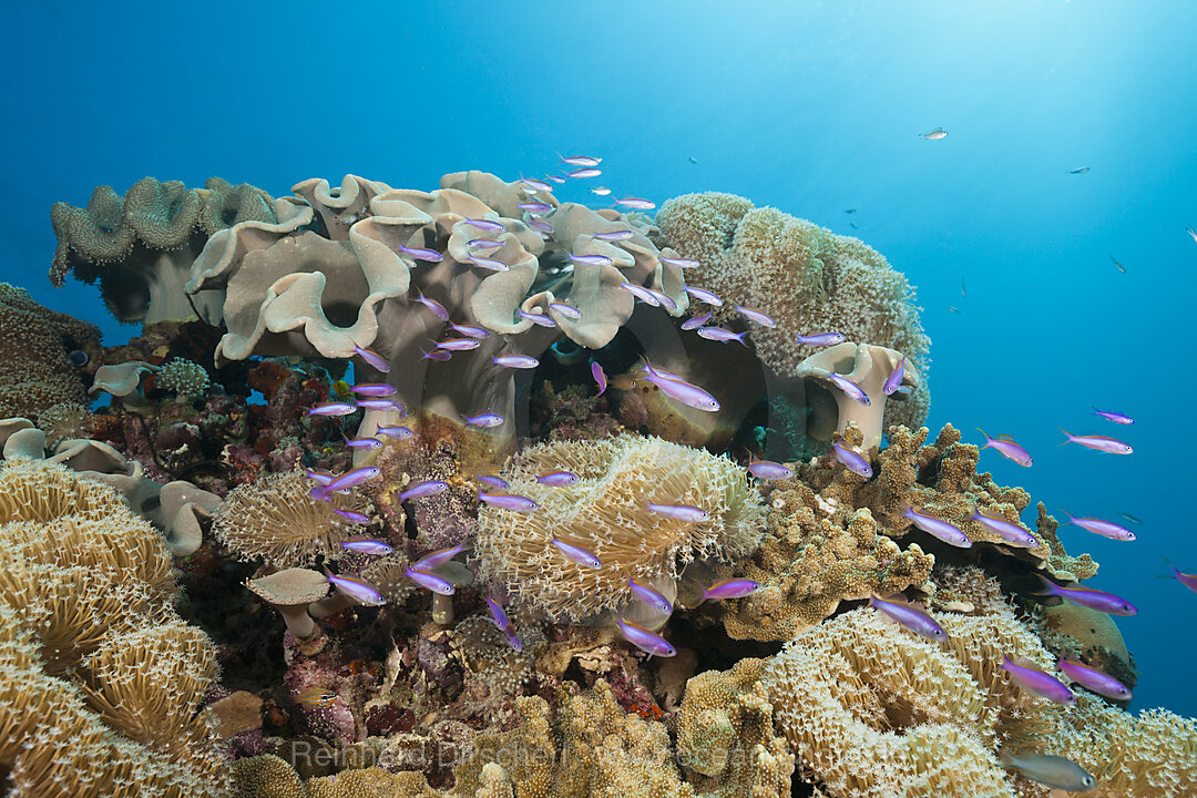 Whitleys Slender Basslet between Mushroom Leather Corals, Luzonichthys whitleyi, Great Barrier Reef, Australia