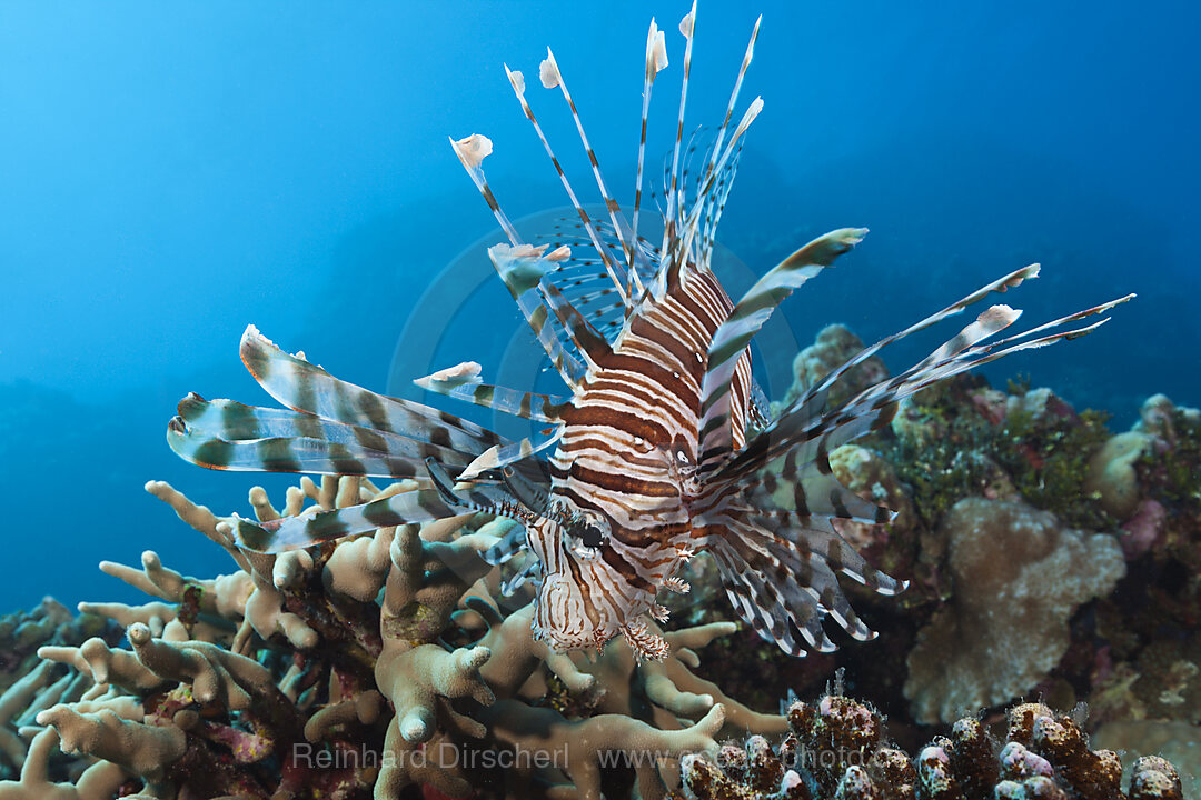Lionfish over Reef, Pterois vokitans, Osprey Reef, Coral Sea, Australia