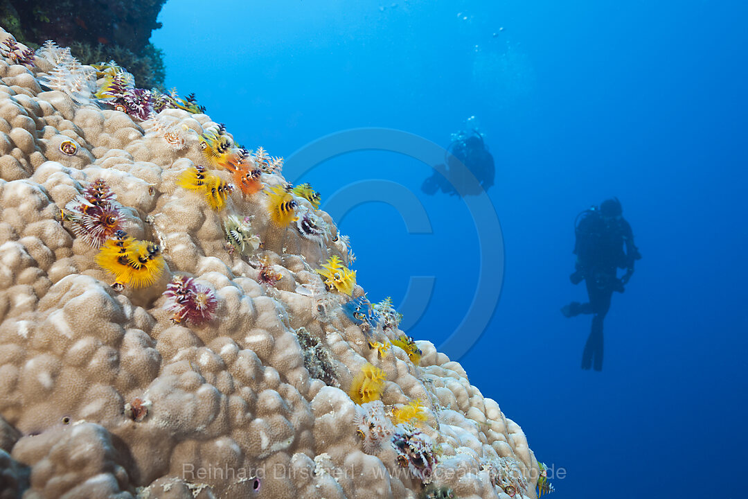 Bunte Spiralroehrenwuermer, Spirobranchus giganteus, Osprey Reef, Korallenmeer, Australien