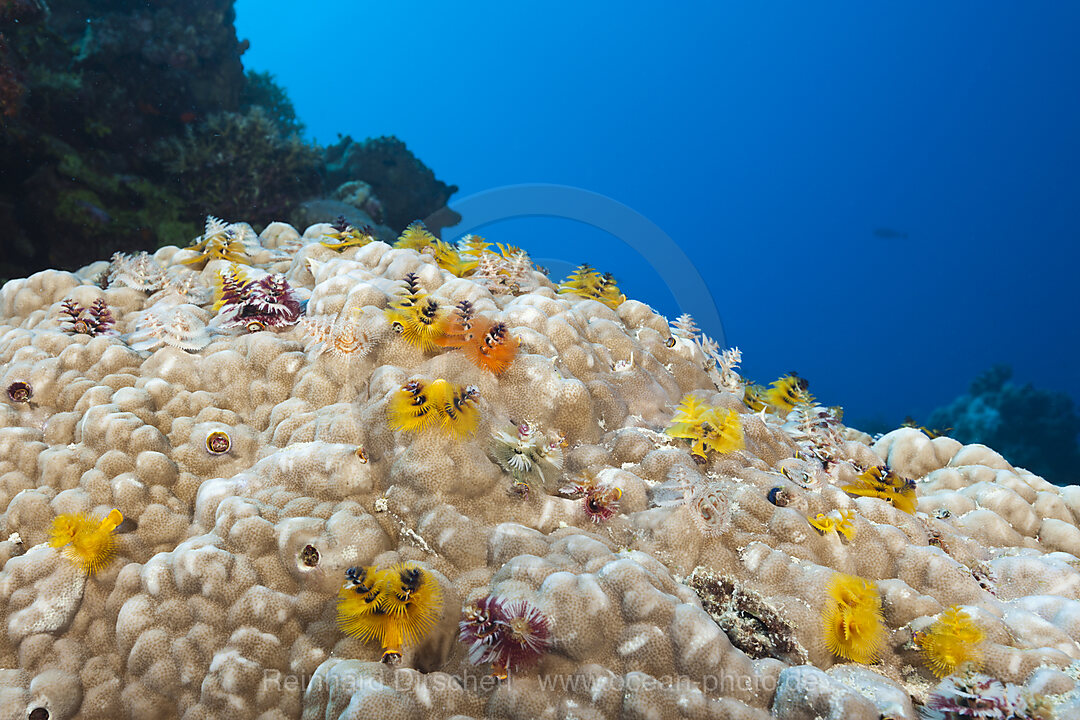 Bunte Spiralroehrenwuermer, Spirobranchus giganteus, Osprey Reef, Korallenmeer, Australien