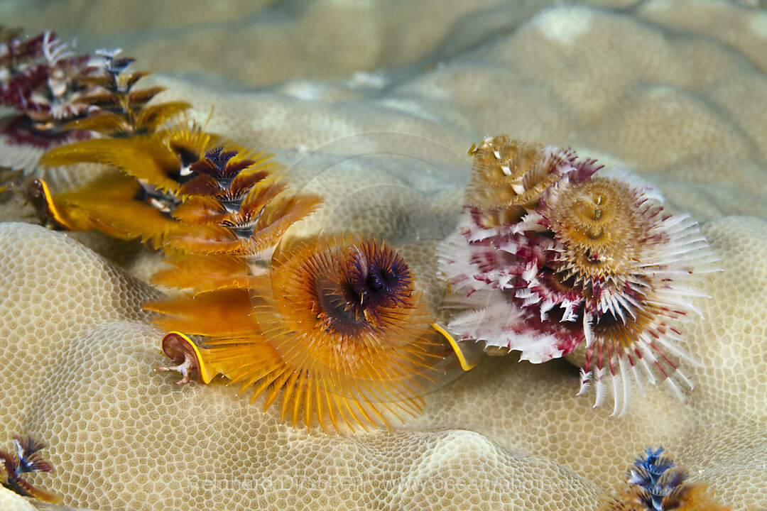 Bunte Spiralroehrenwuermer, Spirobranchus giganteus, Osprey Reef, Korallenmeer, Australien