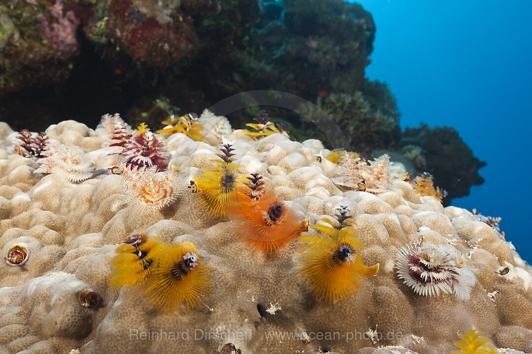 Bunte Spiralroehrenwuermer, Spirobranchus giganteus, Osprey Reef, Korallenmeer, Australien
