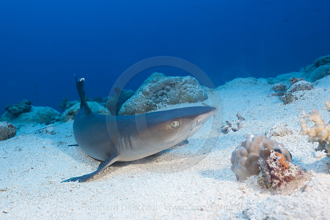 Weissspitzen-Riffhai, Triaenodon obesus, Osprey Reef, Korallenmeer, Australien