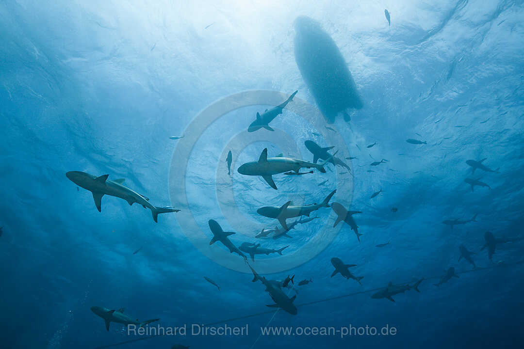 Graue Riffhai bei Haifuetterung, Carcharhinus amblyrhynchos, Osprey Reef, Korallenmeer, Australien