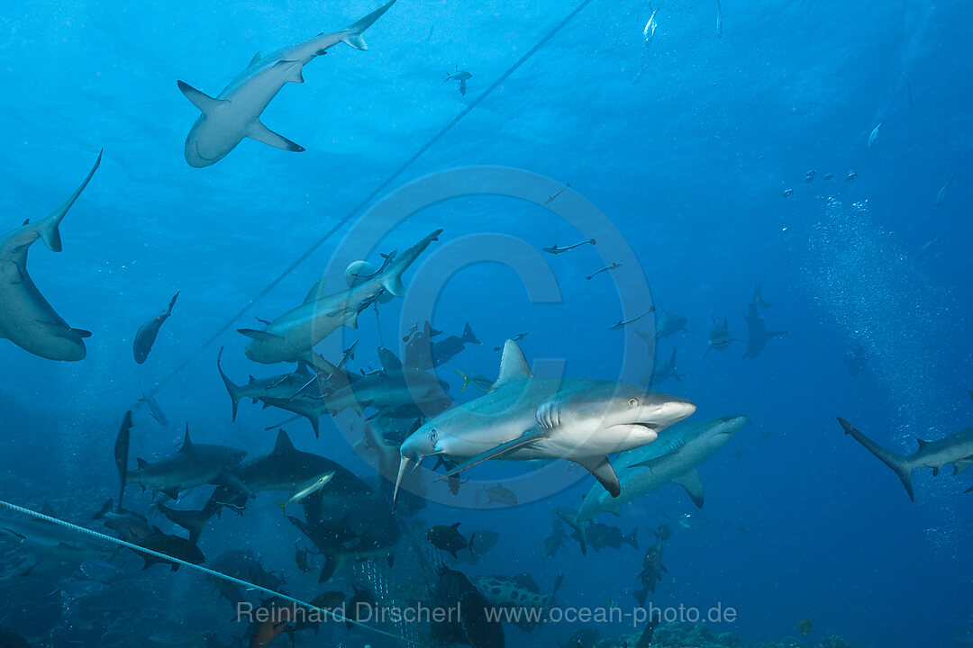 Graue Riffhai bei Haifuetterung, Carcharhinus amblyrhynchos, Osprey Reef, Korallenmeer, Australien