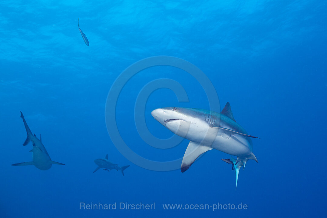 Grauer Riffhai, Carcharhinus amblyrhynchos, Osprey Reef, Korallenmeer, Australien