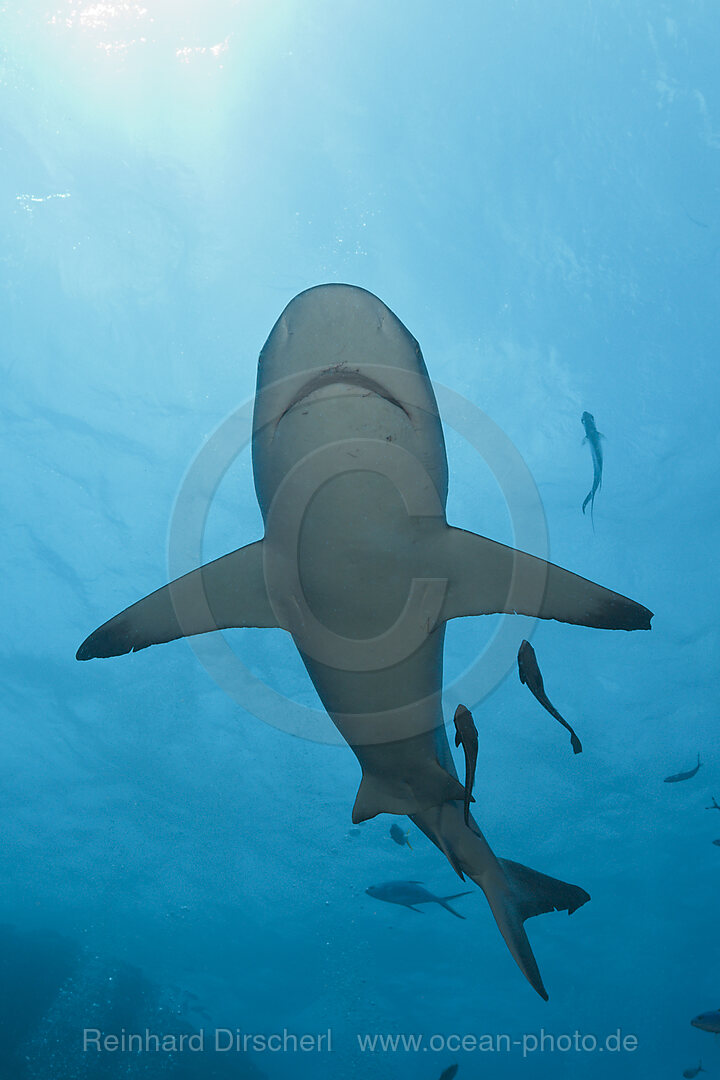 Grauer Riffhai, Carcharhinus amblyrhynchos, Osprey Reef, Korallenmeer, Australien