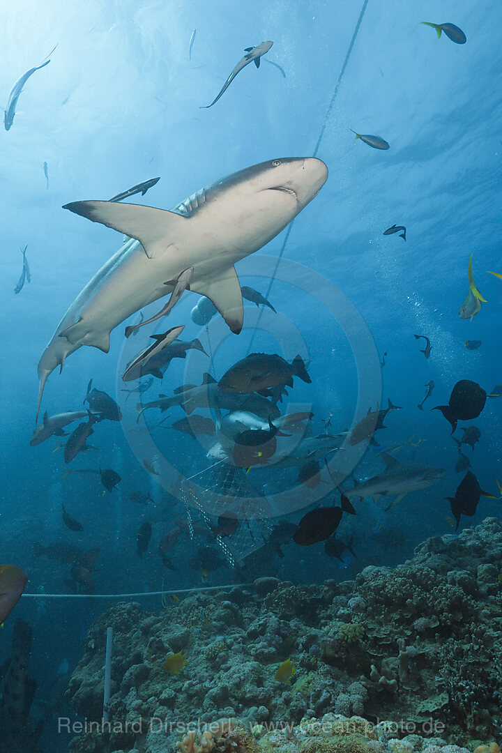 Graue Riffhai bei Haifuetterung, Carcharhinus amblyrhynchos, Osprey Reef, Korallenmeer, Australien