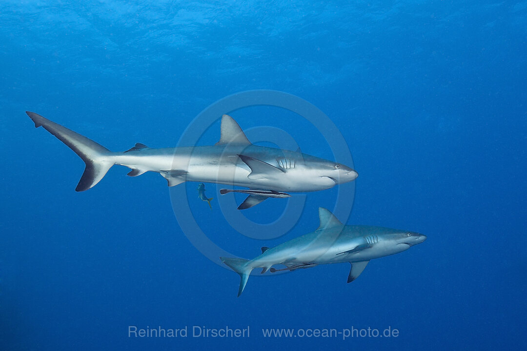 Grauer Riffhai, Carcharhinus amblyrhynchos, Osprey Reef, Korallenmeer, Australien