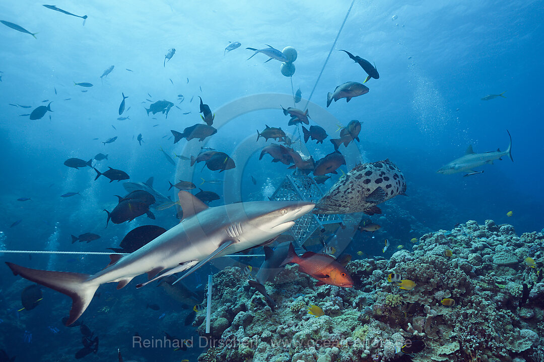 Graue Riffhai bei Haifuetterung, Carcharhinus amblyrhynchos, Osprey Reef, Korallenmeer, Australien