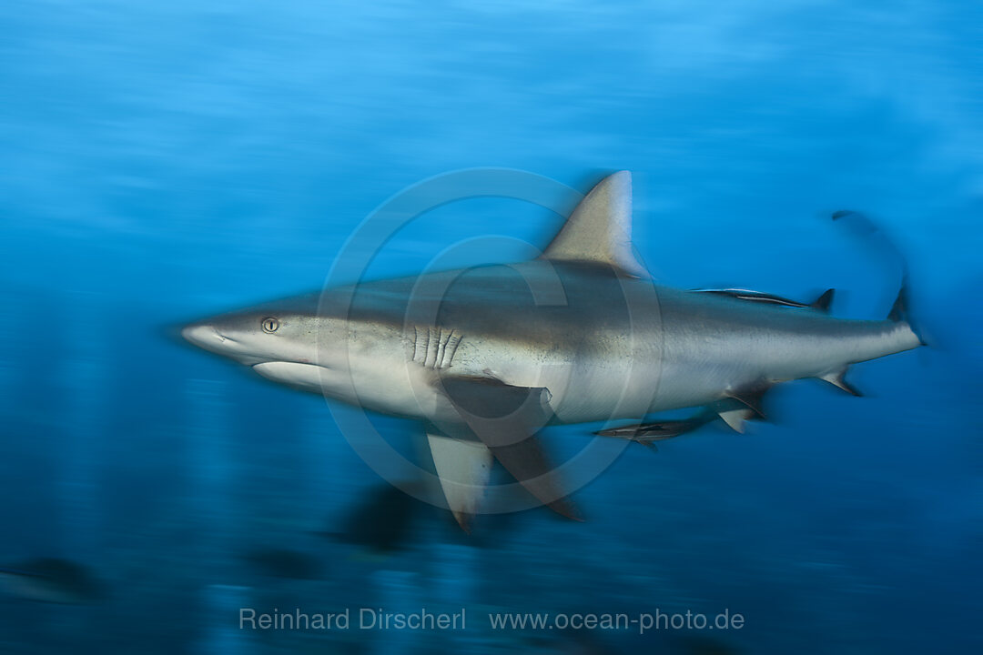 Grey Reef Shark, Carcharhinus amblyrhynchos, Osprey Reef, Coral Sea, Australia