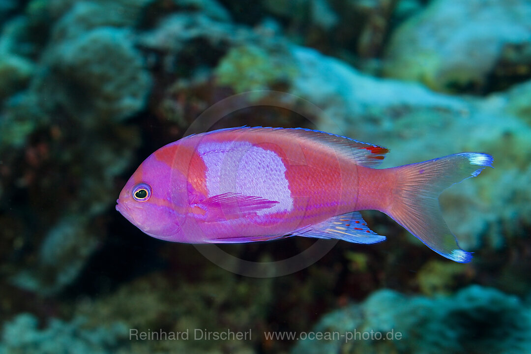 Neon-Fahnenbarsch, Pseudanthias pleurotaenia, Osprey Reef, Korallenmeer, Australien