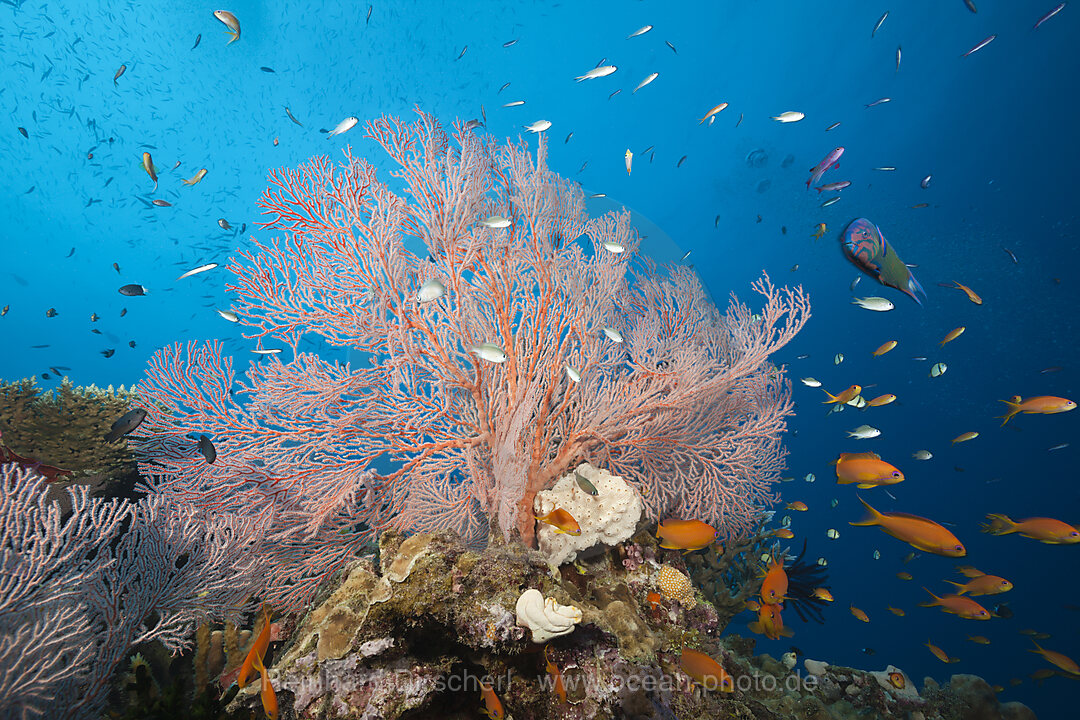 Buntes Korallenriff, Osprey Reef, Korallenmeer, Australien