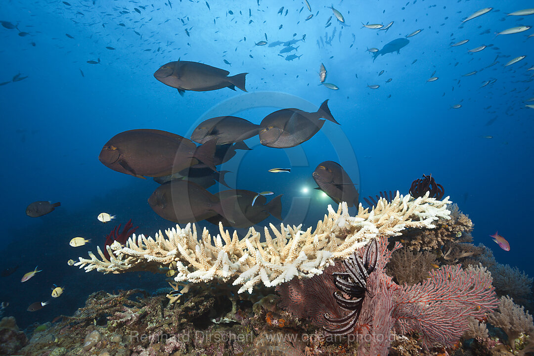 Grauer Doktorfische am Riff, Acanthurus mata, Osprey Reef, Korallenmeer, Australien