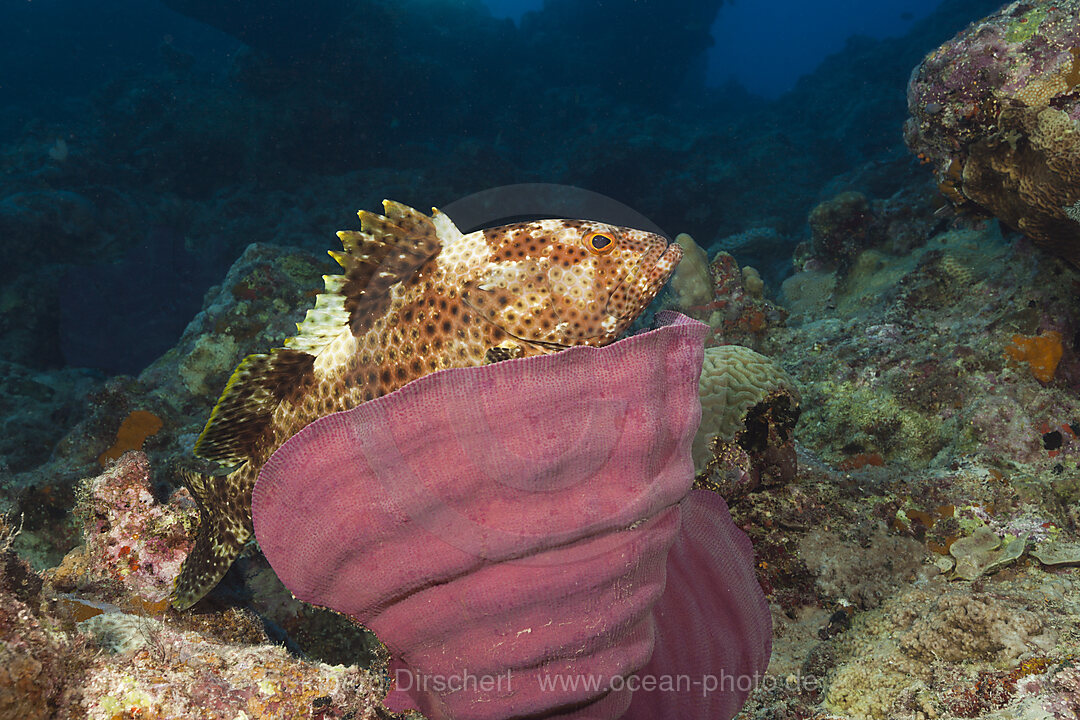 Rotflecken-Zackenbarsch, Epinephelus tauvina, Osprey Reef, Korallenmeer, Australien