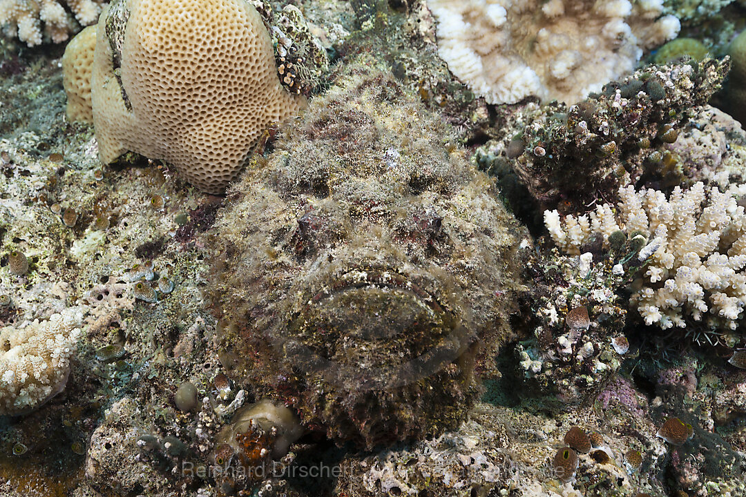 Reef Stonefish, Synanceia verrucosa, Osprey Reef, Coral Sea, Australia