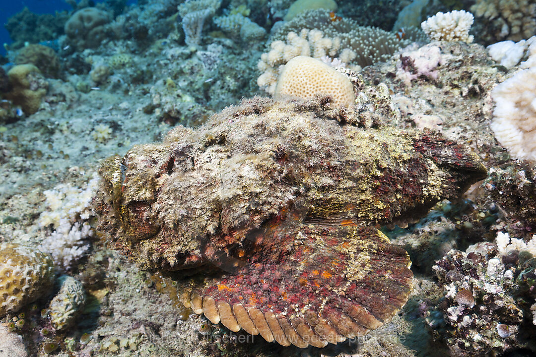 Reef Stonefish, Synanceia verrucosa, Osprey Reef, Coral Sea, Australia
