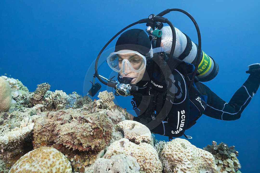 Echter Steinfisch, Synanceia verrucosa, Osprey Reef, Korallenmeer, Australien