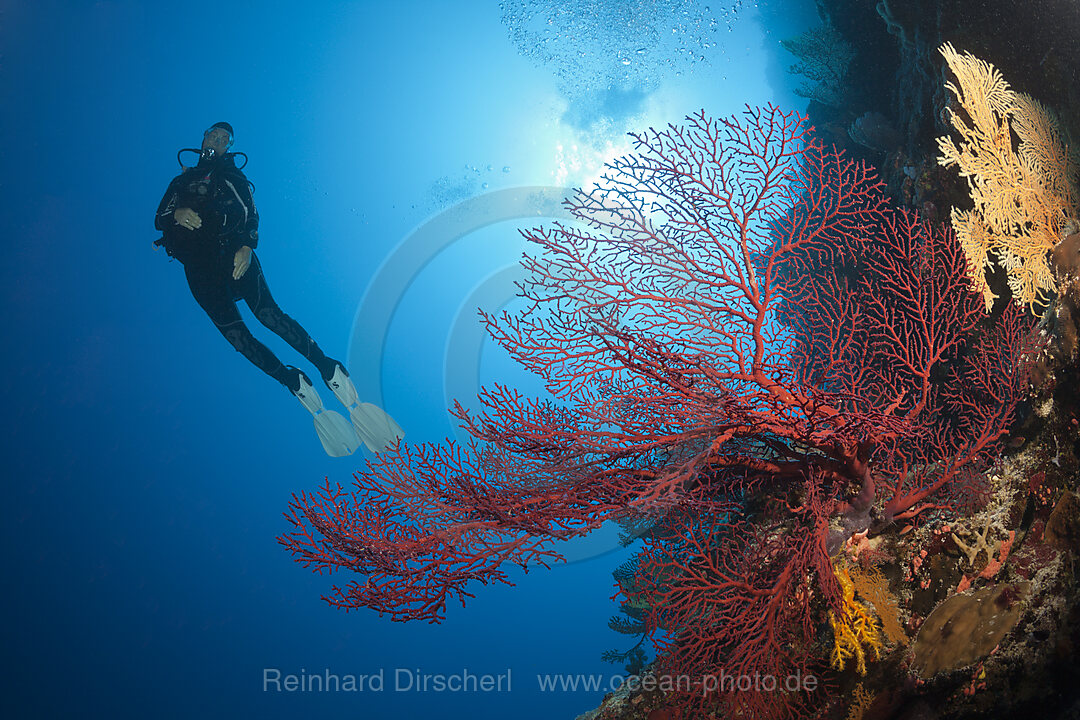 Scuba Diver over Coral Reef, Osprey Reef, Coral Sea, Australia