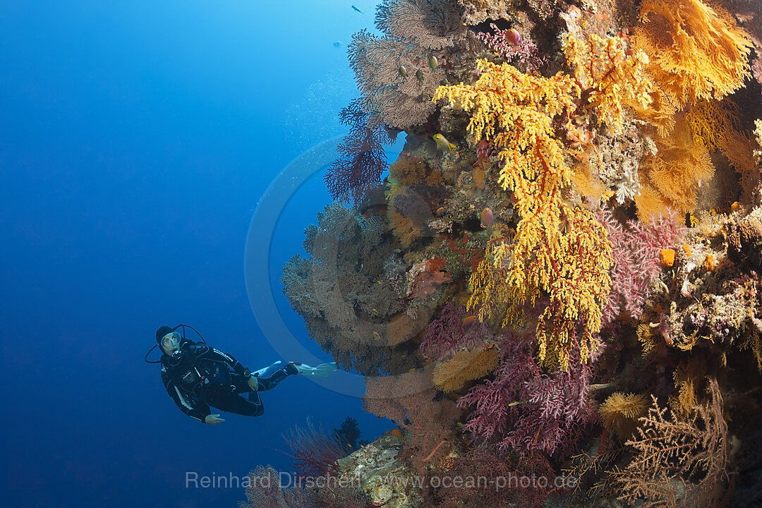 Taucher und Korallenriff, Osprey Reef, Korallenmeer, Australien