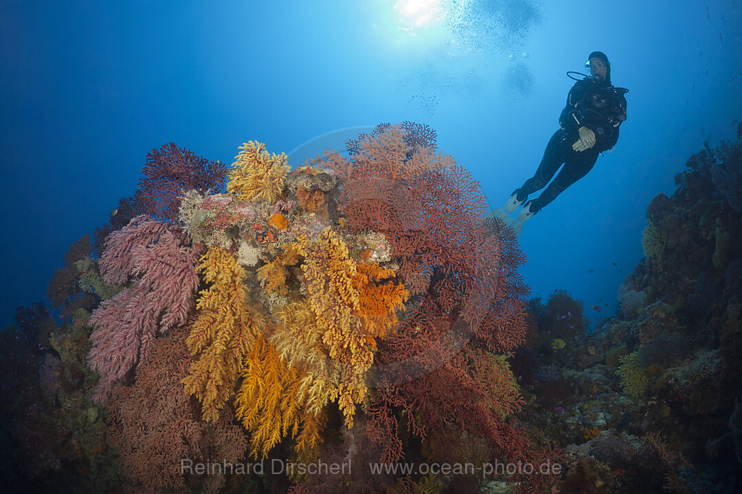 Scuba Diver over Coral Reef, Osprey Reef, Coral Sea, Australia