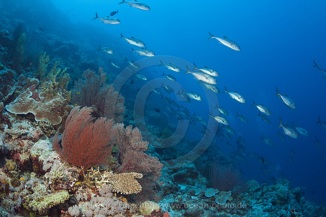 Shoal of Bigeye Trevally over Coral Reef, Caranx sexfasciatus, Osprey Reef, Coral Sea, Australia