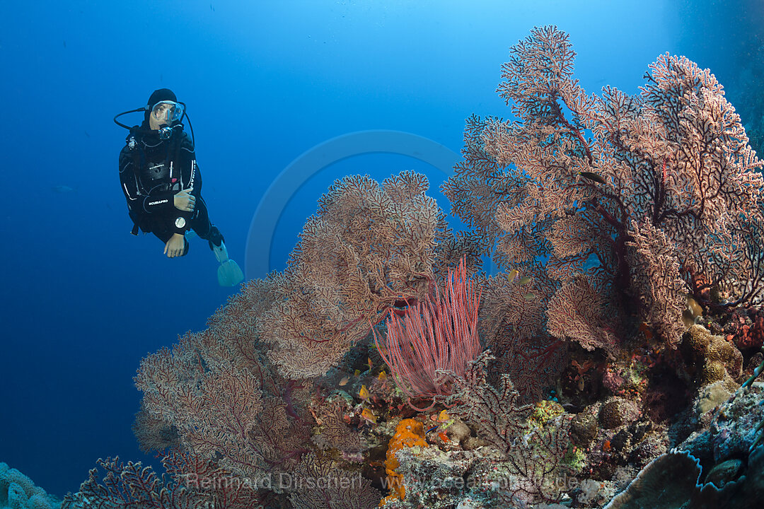 Taucher und Korallenriff, Osprey Reef, Korallenmeer, Australien