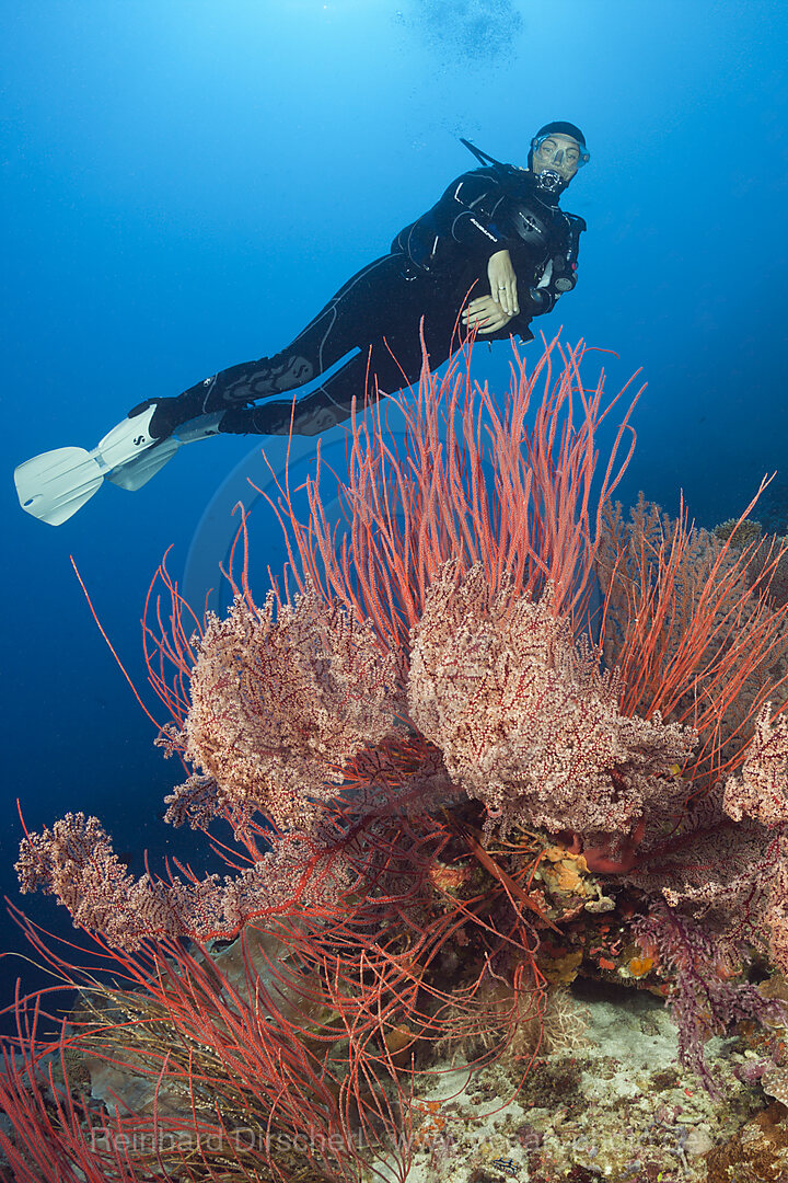 Scuba Diver over Coral Reef, Osprey Reef, Coral Sea, Australia