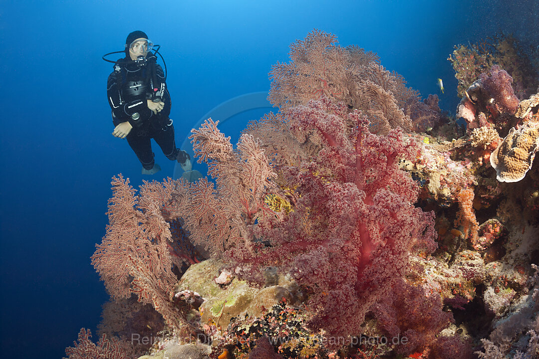 Taucher und Korallenriff, Osprey Reef, Korallenmeer, Australien
