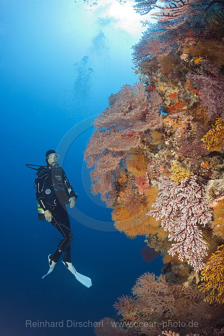 Taucher und Korallenriff, Osprey Reef, Korallenmeer, Australien