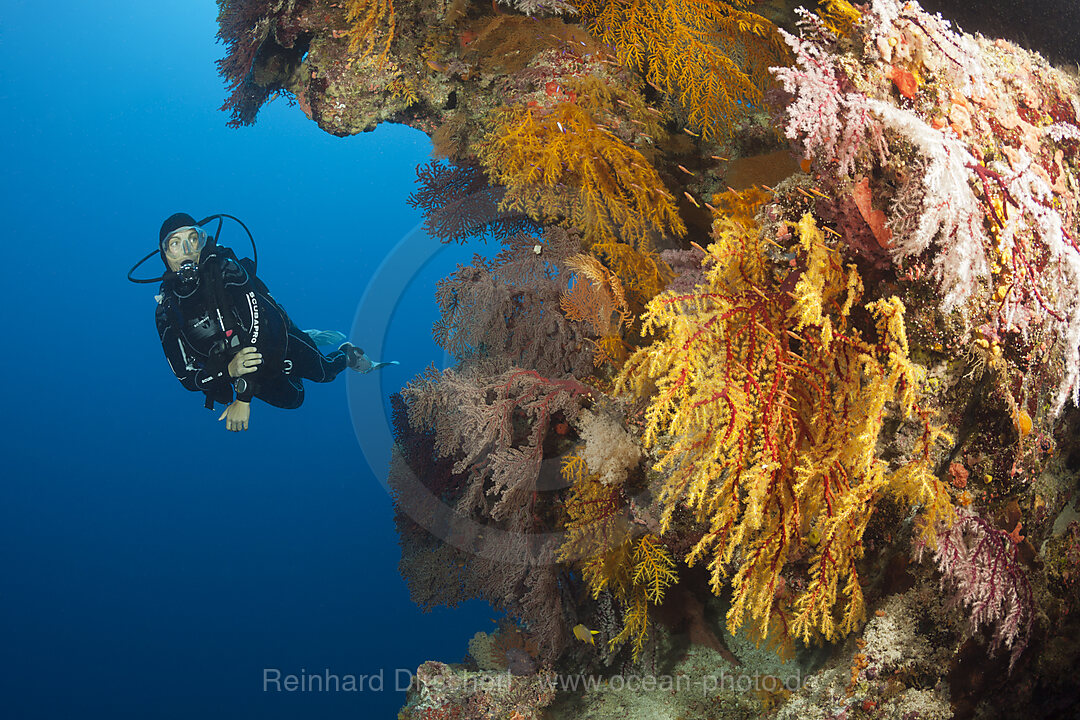 Taucher und Korallenriff, Osprey Reef, Korallenmeer, Australien